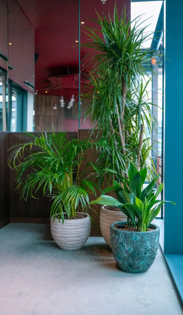Floor standing live plants in pots at Chotto Matte manchester
