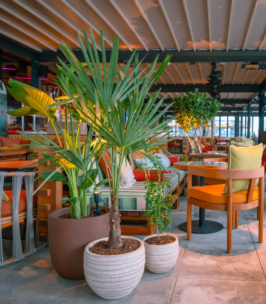 Floor Standing live palm plants at Chotto Matte