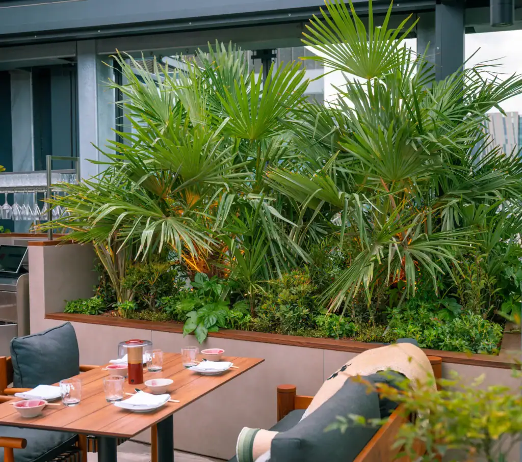 Spectacular Palm plant display at Chotto Matte Manchester