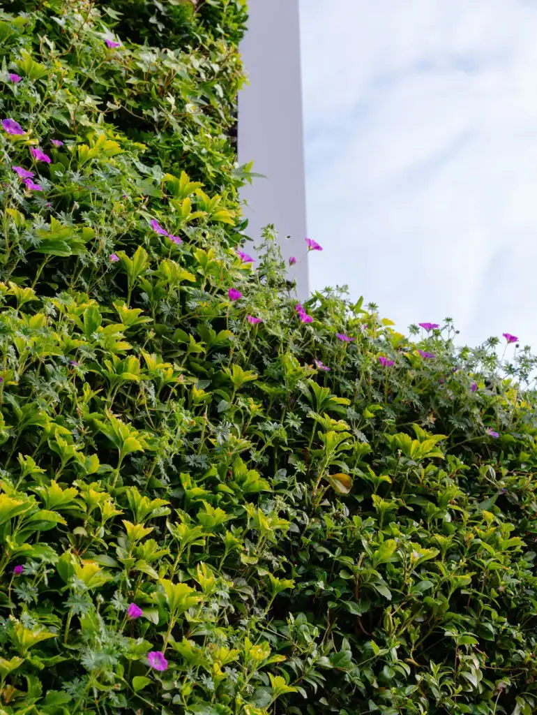 Close up of foliage in the Assura HYVERT living wall in Altrincham