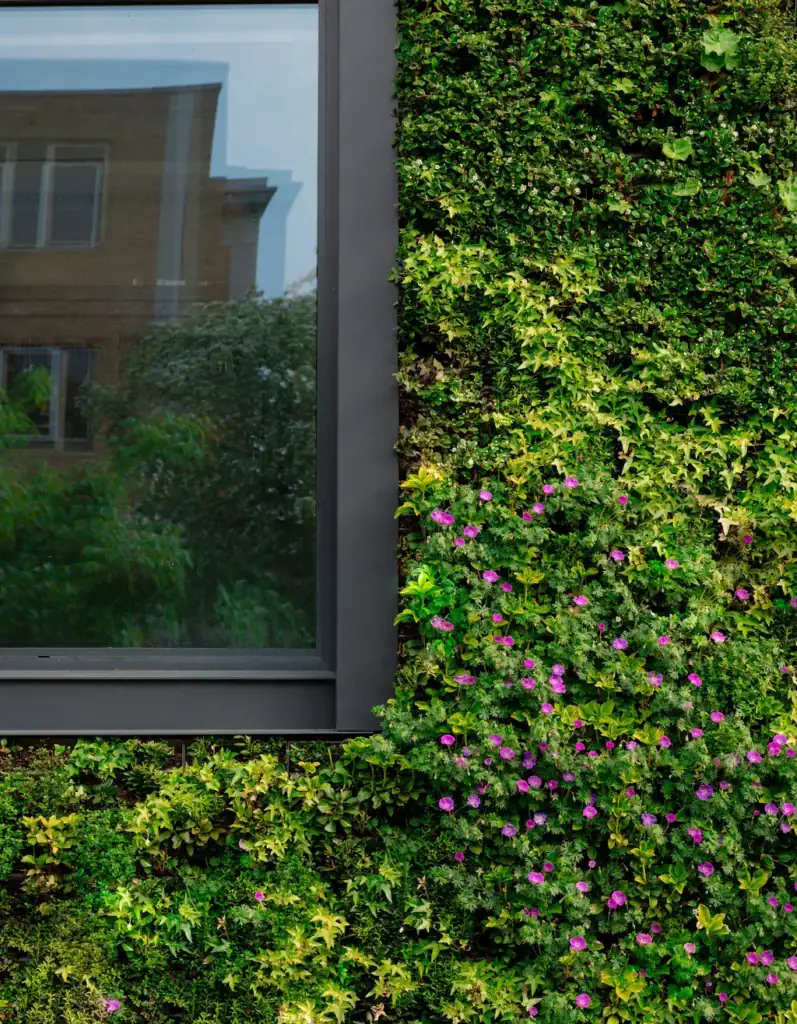 Close up of flora and plants in HYVERT living wall at Assura in Altrincham